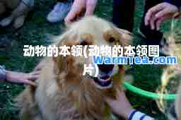动物的本领(动物的本领图片)