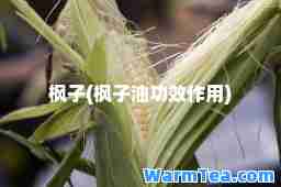枫子(枫子油功效作用)
