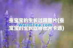 蚕宝宝的生长过程图片(蚕宝宝的生长过程图片卡通)