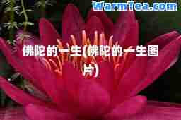 佛陀的一生(佛陀的一生图片)
