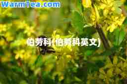 伯劳科(伯劳科英文)