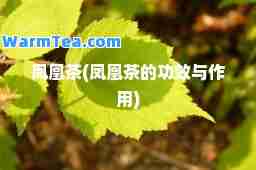 凤凰茶(凤凰茶的功效与作用)