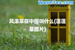 风滚草在中国叫什么(蓬蓬草图片)