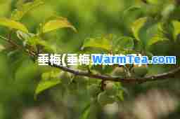 垂梅(垂梅果能吃吗)