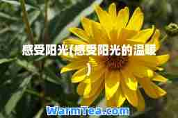 感受阳光(感受阳光的温暖)