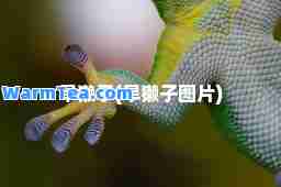 旱獭子(旱獭子图片)