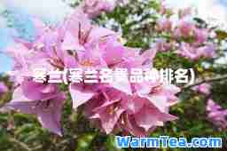 寒兰(寒兰名贵品种排名)