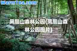凤凰山森林公园(凤凰山森林公园图片)