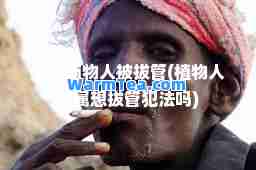 法国植物人被拔管(植物人家属想拔管犯法吗)