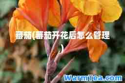 蕃茄(蕃茄开花后怎么管理)