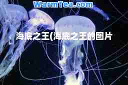 海底之王(海底之王的图片)
