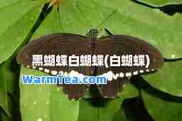 黑蝴蝶白蝴蝶(白蝴蝶)