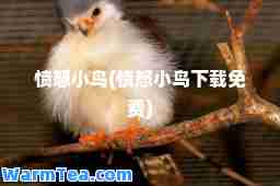 愤怒小鸟(愤怒小鸟下载免费)