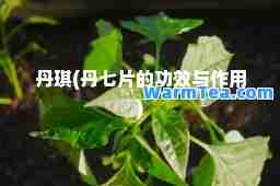丹琪(丹七片的功效与作用)