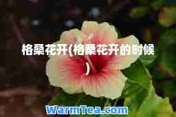 格桑花开(格桑花开的时候)