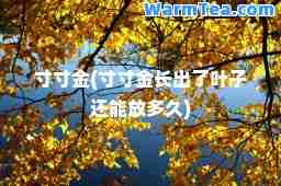 寸寸金(寸寸金长出了叶子还能放多久)