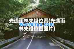 光遇雨林先祖位置(光遇雨林先祖位置图片)