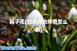 耗子花(白头翁治痔疮怎么用)