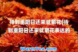 待到重阳日还来就菊花(待到重阳日还来就菊花表达的情感)