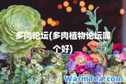 多肉论坛(多肉植物论坛哪个好)