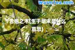 抱之木(生于毫末是什么意思)