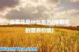 海菊花是什么东西(海菊花的营养价值)