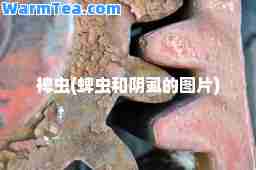 裨虫(蜱虫和阴虱的图片)