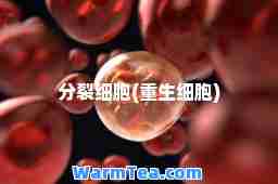 分裂细胞(重生细胞)