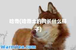 哈奇(哈奇士的狗长什么样子)