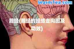 胆经(胆经的经络走向图及功效)