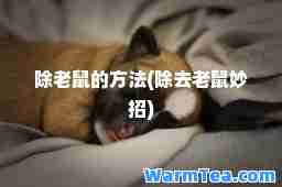 除老鼠的方法(除去老鼠妙招)