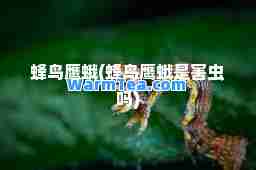 蜂鸟鹰蛾(蜂鸟鹰蛾是害虫吗)