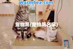 宠物鹰(宠物鹰名字)
