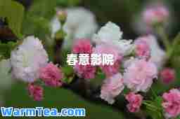 春意影院