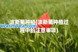 波斯菊种植(波斯菊种植过程中的注意事项)