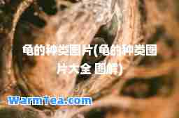 龟的种类图片(龟的种类图片大全 图解)