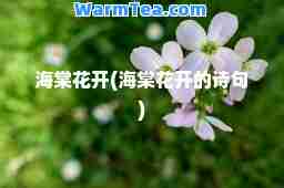 海棠花开(海棠花开的诗句)