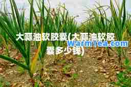 大蒜油软胶囊(大蒜油软胶囊多少钱)