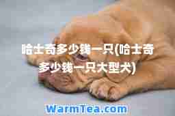 哈士奇多少钱一只(哈士奇多少钱一只大型犬)