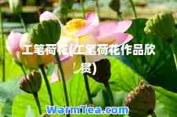 工笔荷花(工笔荷花作品欣赏)