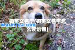 狗英文名字(狗英文名字怎么读语音)