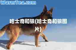 哈士奇和狼(哈士奇和狼图片)