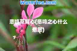 悲鸣草背心(悲鸣之心什么意思)