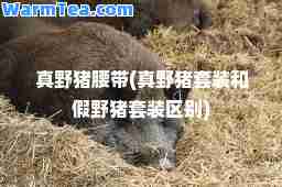 真野猪腰带(真野猪套装和假野猪套装区别)