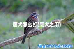 鹰犬怎么打(鹰犬之用) 鹰犬怎么打(鹰犬之用)