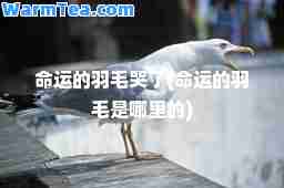 运的羽毛哭了(运的羽毛是哪里的)