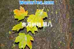 东方树叶 第八