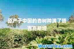 原产于中国的杏树种满了塔吉克斯坦