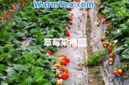 草莓采摘园