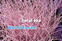 coral sea